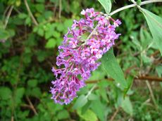 Sommerflieder 001.jpg